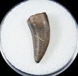 Tyrannosaur Tooth - Montana #17568-1